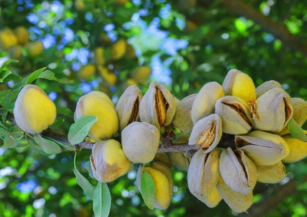 با پربارترین نهال گردو و نهال بادام در ایران آشنا شوید!