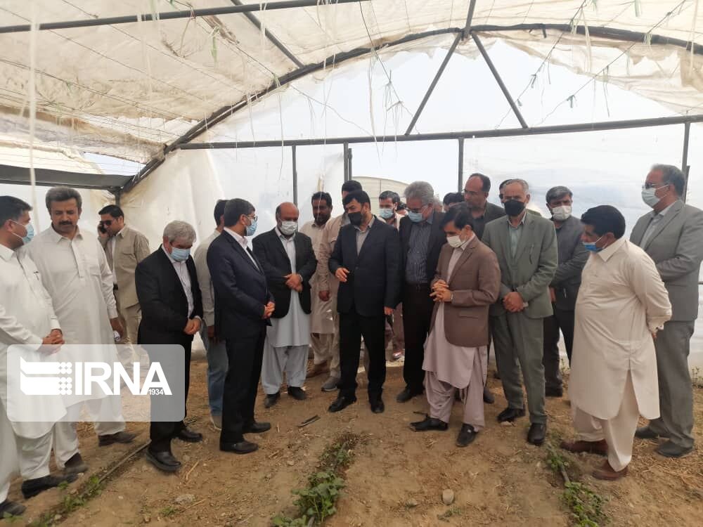 برندسازی محصولات کشاورزی تولیدی سیستان و بلوچستان ضروری است