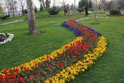 یک میلیون گل فصلی در معابر و بوستان‌های شهری گنبدکاووس کاشته شد