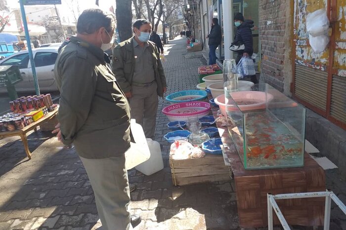شهروندان اردبیلی ماهی قرمز شب عید را از مراکز مجاز تهیه کنند
