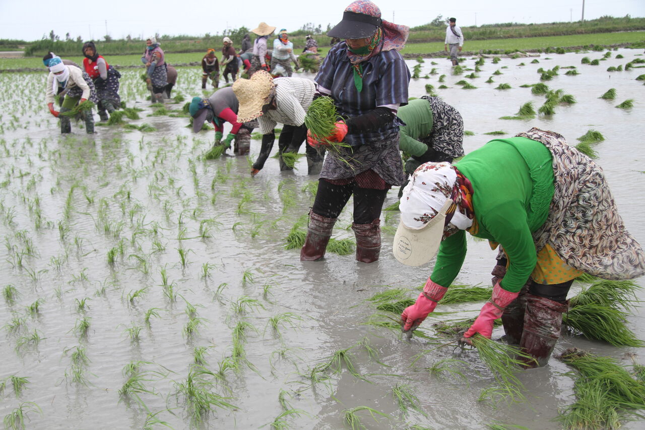 نشاکاری برنج با دستمزد ۷۰۰ هزار تومانی در مازندران