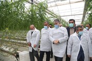 وزیر جهاد کشاورزی از مجتمع گلخانه سبزی و صیفی دشت ناز ساری بازدید کرد
