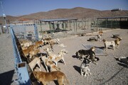 هزار قلاده سگ در پناهگاه مهر شهرداری بیرجند نگهداری می‌شود