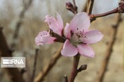Spring blooms in north of Iran