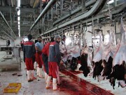 تولید گوشت قرمز در قزوین هفت درصد رشد داشته است