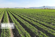 ۱۰۰ هکتار از اراضی کشاورزی زیرپوشش سامانه گرمسیری در قصرشیرین تامین آب شد