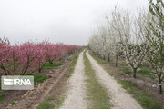 Colorful blossoms in Gorgan; northern Iran