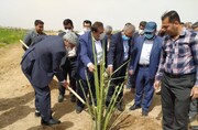 معاون استاندار: زراعت چوب با کاشت ۱۰ هزار هکتار از اراضی خوزستان توسعه می‌یابد