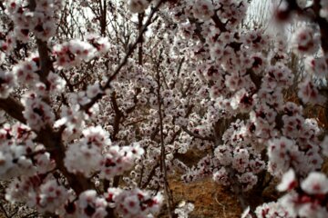 شکوفه های بهاری درسمنان