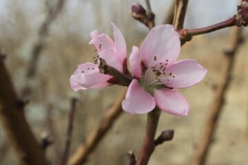 شکوفه های بهاری درسمنان