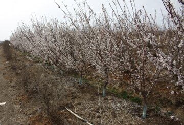 شکوفه های بهاری درسمنان