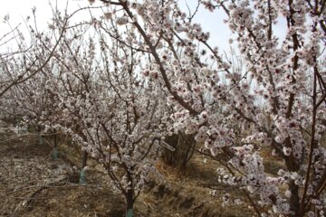 شکوفه های بهاری درسمنان