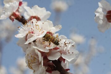 شکوفه های بهاری درسمنان