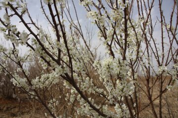 شکوفه های بهاری درسمنان