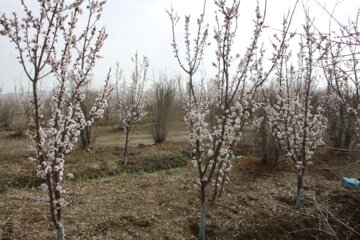 شکوفه های بهاری درسمنان