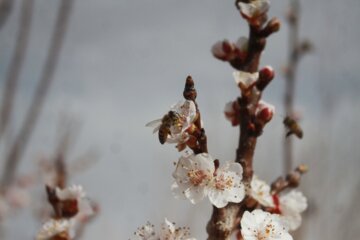 شکوفه های بهاری درسمنان