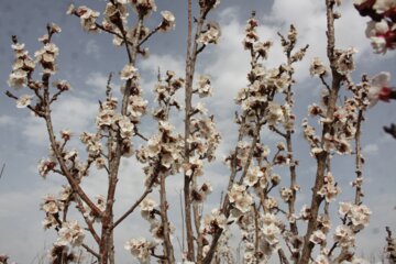 شکوفه های بهاری درسمنان