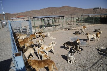 هزار و ۴۵۵ قلاده سگ در بیرجند زنده‌گیری شد