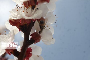Spring with blooms comes to north central Iran