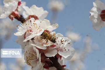 Spring with blooms comes to north central Iran