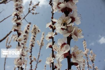 Spring with blooms comes to north central Iran