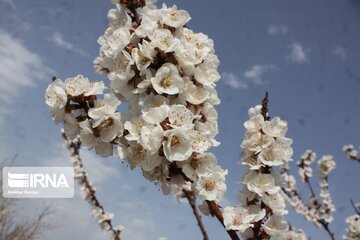Spring with blooms comes to north central Iran