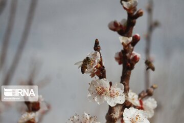 Spring with blooms comes to north central Iran
