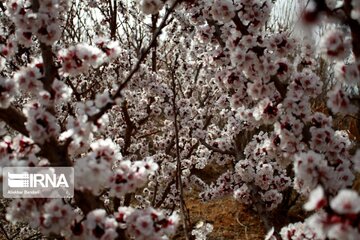 Spring with blooms comes to north central Iran