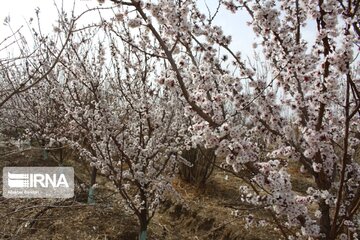 Spring with blooms comes to north central Iran