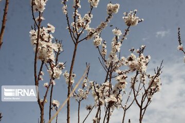 Spring with blooms comes to north central Iran