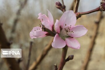 Spring with blooms comes to north central Iran
