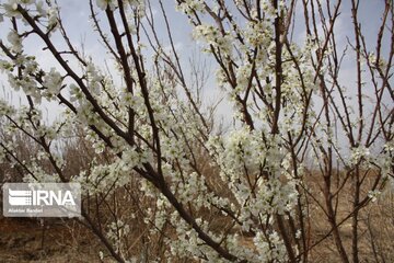 Spring with blooms comes to north central Iran