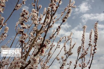 Spring with blooms comes to north central Iran