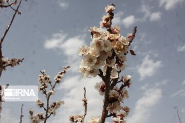 Spring with blooms comes to north central Iran