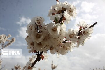 Spring with blooms comes to north central Iran