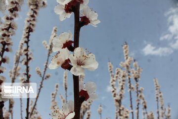 Spring with blooms comes to north central Iran