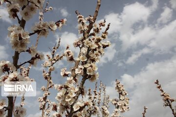 Spring with blooms comes to north central Iran