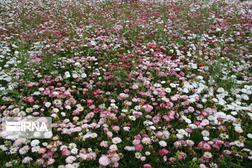 Colorful blossoms in Gorgan; northern Iran