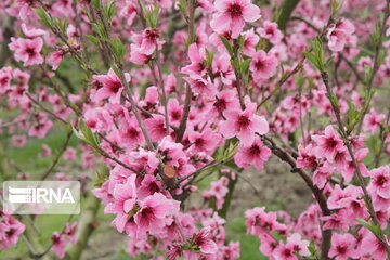 Colorful blossoms in Gorgan; northern Iran