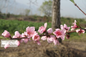 Colorful blossoms in Gorgan; northern Iran