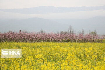 Colorful blossoms in Gorgan; northern Iran