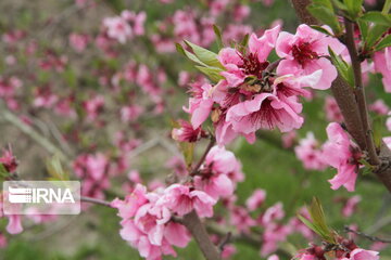 Colorful blossoms in Gorgan; northern Iran