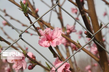 Colorful blossoms in Gorgan; northern Iran