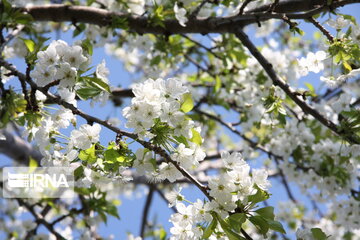 Colorful blossoms in Gorgan; northern Iran