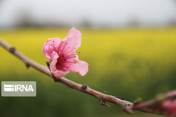 Colorful blossoms in Gorgan; northern Iran