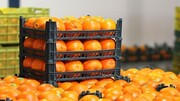 ۴۵۰ تن میوه برای تنظیم بازار شب عید چهارمحال و بختیاری پیش‌بینی شد