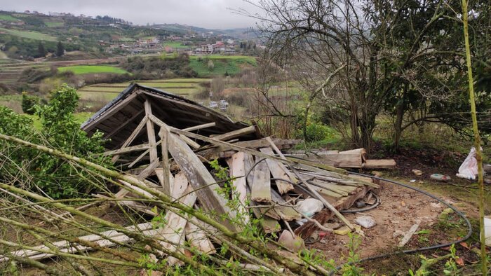 اجرای دستور رییس جمهور برای مقابله جنگلخواری در مازندران آغاز شد