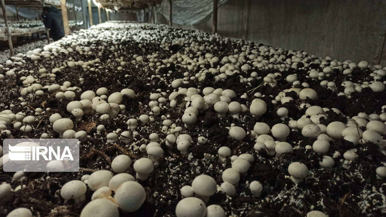 از ایجاد قرارگاه مبارزه با جنگلخواری تا کاهش قیمت ۵هزار قلم کالا در کشور