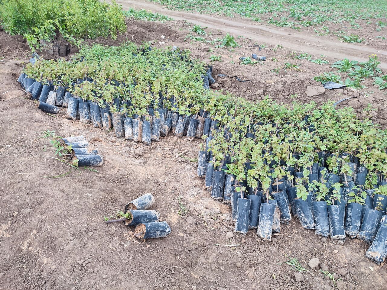 از ایجاد قرارگاه مبارزه با جنگلخواری تا کاهش قیمت ۵هزار قلم کالا در کشور