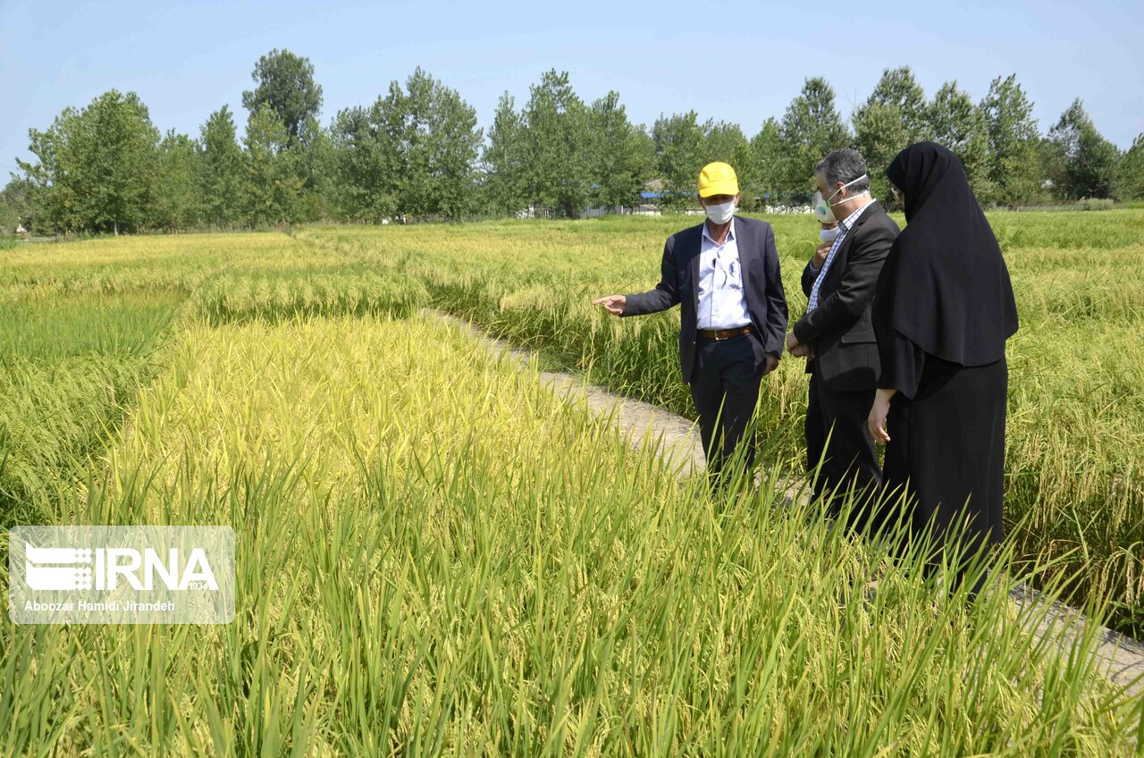 از ایجاد قرارگاه مبارزه با جنگلخواری تا کاهش قیمت ۵هزار قلم کالا در کشور